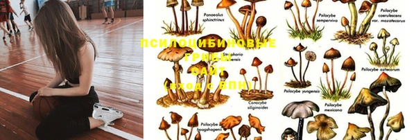 тгк Богданович